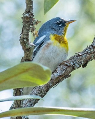 Northern Parula 2