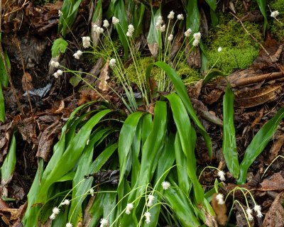 Fraser's Sedge