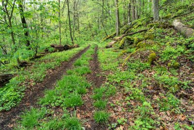 along the Narrow Gauge Trail - Babcock SP