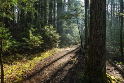 Sunbeams along the Endless Wall Trail - New River Gorge NP