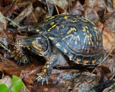 Box Turtle