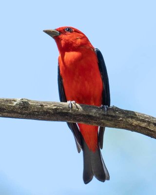 Scarlet Tanager