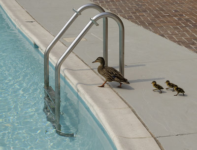 Going for a Swim.jpg