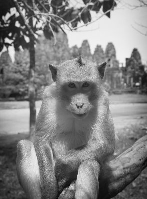Primate at Angkor Wat.jpg