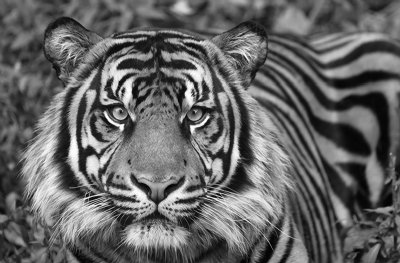 Tiger, Washington DC.jpg