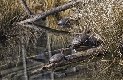 Turtles.jpg