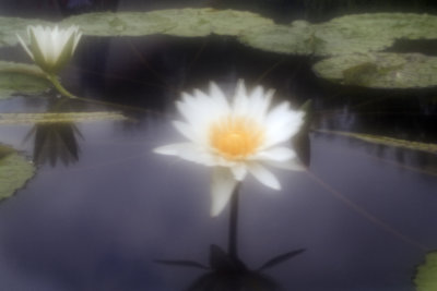 Lilly New Orleans.jpg