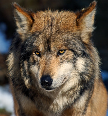 Wolf.JPG