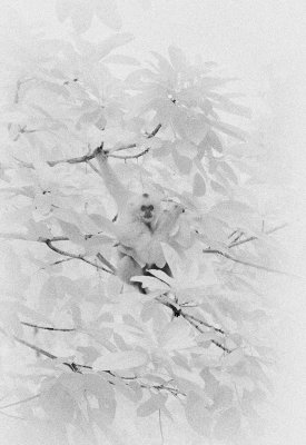 Primate, Hanoi.jpg