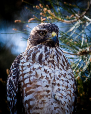 : garden birds nature :