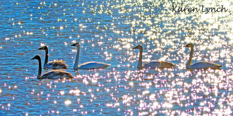003Geese.jpg