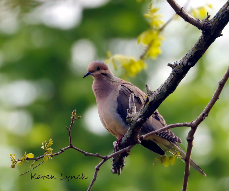 00009MourningDove.jpg