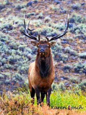 005Elk.jpg