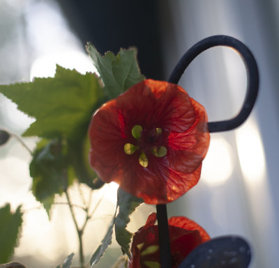 Flower.jpg