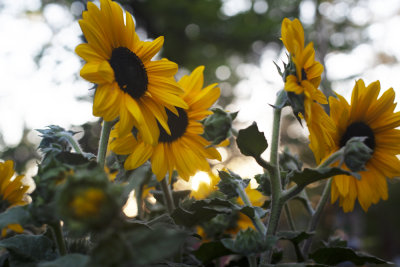 sunflower_1.jpg