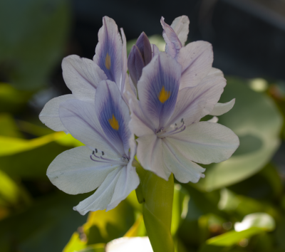 Water Lilly.png
