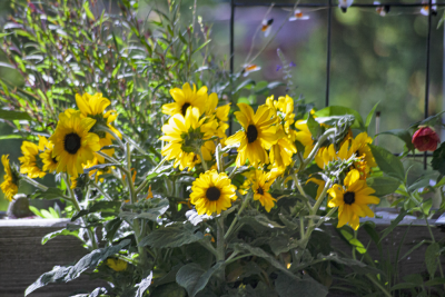 Sunflowers_2.png