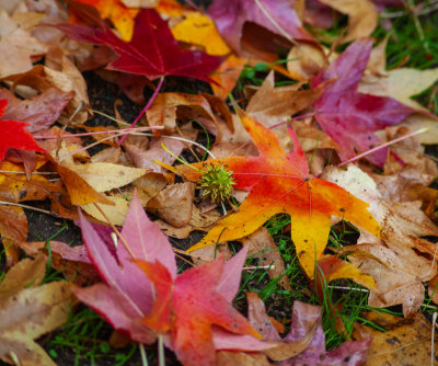 Leaves.jpg