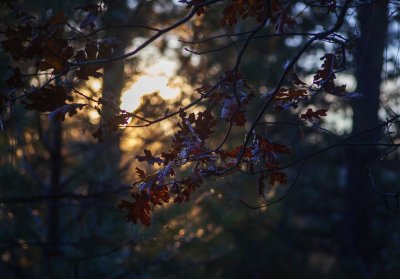 Leaves_1.jpg