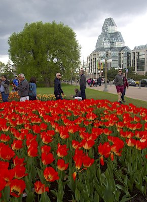 2019_tulip_festival_in_ottawa