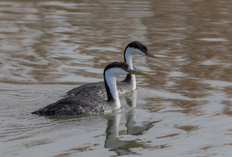 20190501_Bear River_0409.jpg