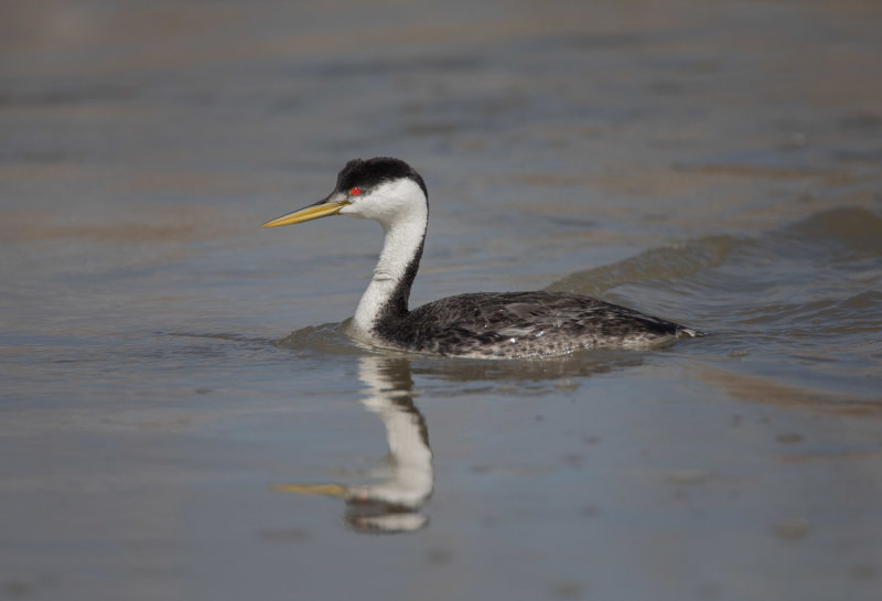 20190501_Bear River_0561.jpg