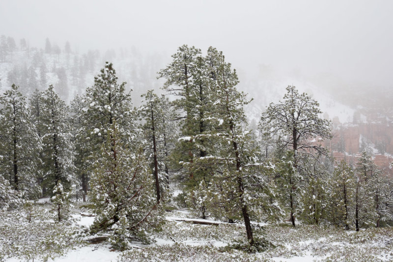 20190510_Bryce_0076.jpg