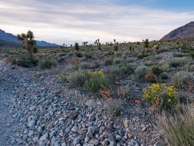 20140424_Death Valley_0263.jpg