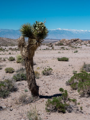 20140428_Death Valley_0320.jpg