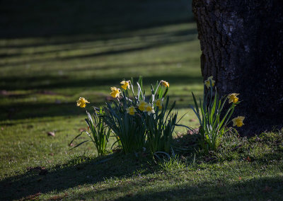 20190330_Beacon Hill Park_0003.jpg