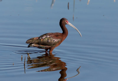 Bear River NWR 2019