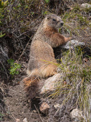 Yellowstone National Park 2019