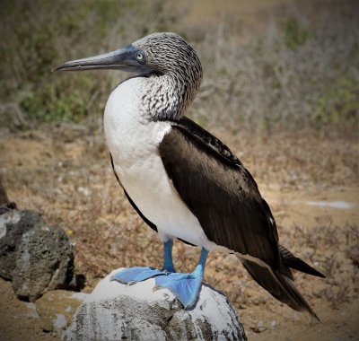 Galapagos 2019