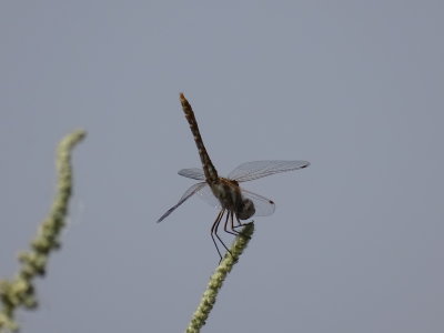 Dragonfly (sp?).JPG
