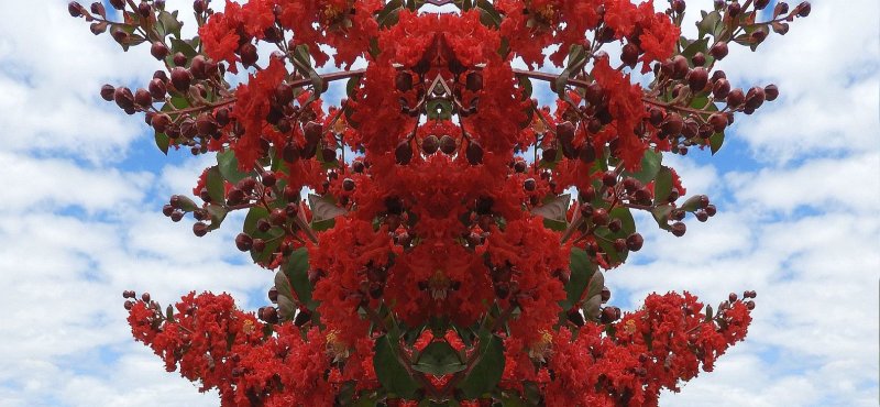 Myrtle