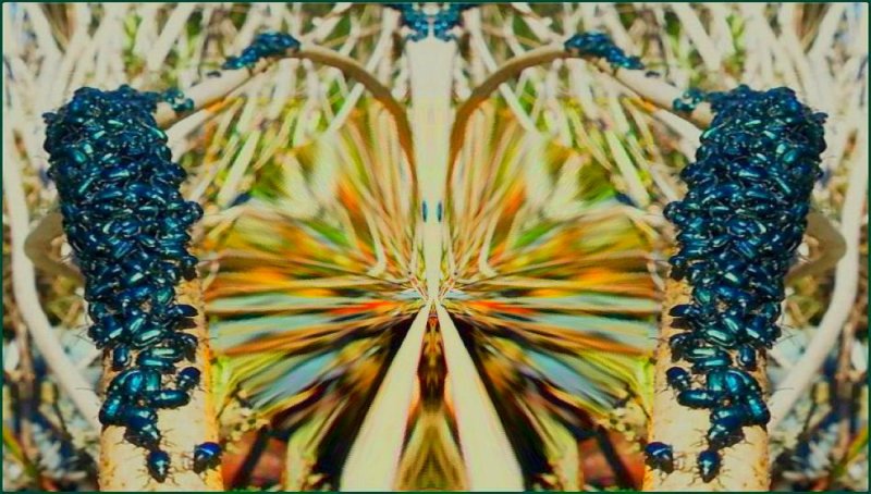 Emerald Beetle Sangha