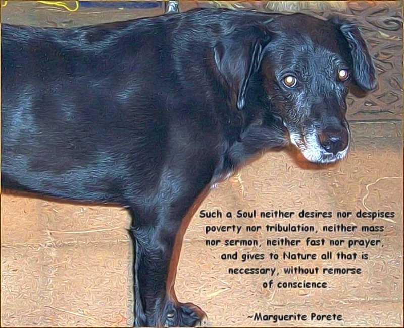 Without Remorse