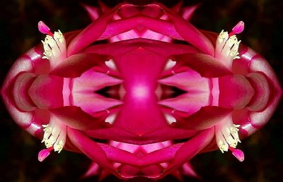 Red Bud Axis