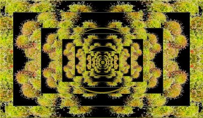 Anemone Matrix