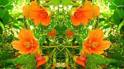 Grows On Trees