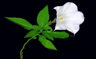 Moon Lily Leaf Mask