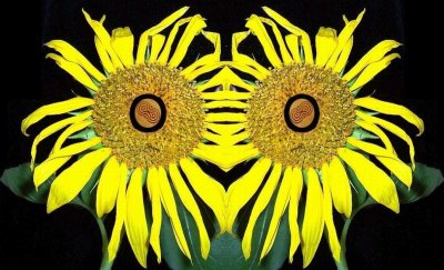 Sunflower CC Mask