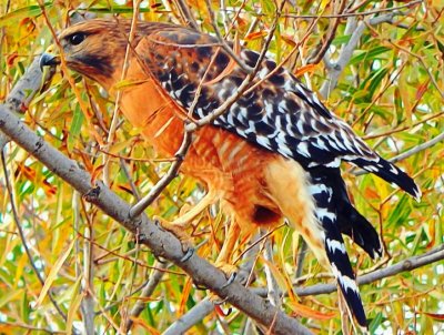 Red-Shouldered Hawk