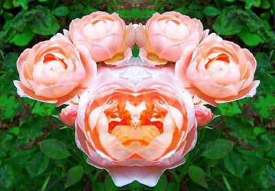 Crown of Roses Mask