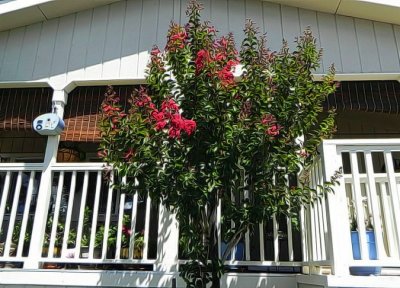 Crepe Myrtle