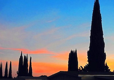 Cypress Cathedral