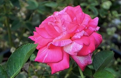 g12/79/738779/3/171093778.Ee0yz2z5.jpg