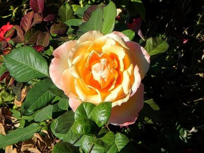 g12/79/738779/3/171189699.WLBCgxMV.jpg