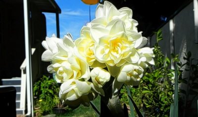 g12/79/738779/3/171434434.cHMfFb4R.jpg