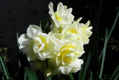 g12/79/738779/3/171434437.arFn8kqA.jpg